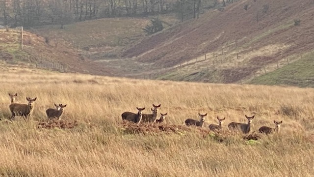 Red deer herd on Exmoor